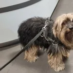 Pies odnaleziony w dniu 19.03.2024 r. przy ul. Ujejskiego.