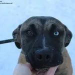 Pies do adopcji, Nowy Dwór Mazowiecki, 4 stycznia 2026