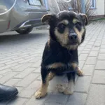 Znaleziono psa, Świdnica, 22 marca 2024