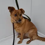 Bytom mieszaniec brązowa suka 147/2023