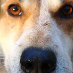 Pies do adopcji, Przyborówko, 24 marca 2024
