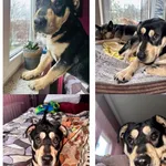 Bungee, przytulaśny psiak szukający swojej rodzinki♥️