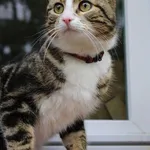 Kot do adopcji, Jelenia Góra, 12 marca 2024