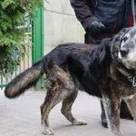 Znaleziono psa, Łódź, 24 marca 2024