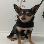 Tytus, Pies przyjęty z terenu gminy Piekary Śląskie