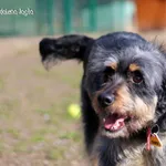 Pies do adopcji, Bydgoszcz, 24 marca 2024