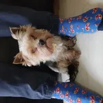 Piesek York, obróżka niebieska z kostką. Napisany numer telefonu niestety wytarty