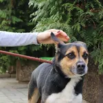 Znaleziono psa, Łódź, 26 marca 2024