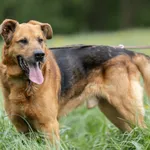 Pies do adopcji, Wysocko Wielkie, 21 kwietnia 2024