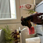 Znaleziono psa, Łódź, 26 marca 2024