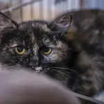 Kot do adopcji, Świdnica, 12 lutego 2024