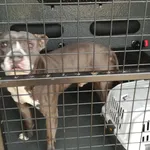 Pies odnaleziony w dniu 26.03.2024 r. przy ul. Ogrody.