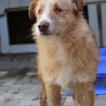 Pies do adopcji, Węgrowo, 5 marca 2024