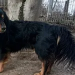 Znaleziono psa, Pieckowo, 26 marca 2024