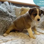 Pies do adopcji, Dąbrówka, 28 marca 2024