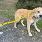 Znaleziono psa, Bydgoszcz, 16 marca 2024