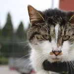 Kot do adopcji, Węgrowo, 28 marca 2024