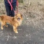 Pies do adopcji, gmina Platerówka, 28 marca 2024