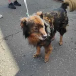 Znaleziono psa, Sosnowiec, 23 marca 2024