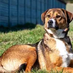 Pies do adopcji, Racławice, 27 marca 2024