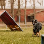 Pies do adopcji, Czartki, 29 marca 2024