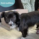 Znaleziono psa, Dąbrówka, 28 marca 2024