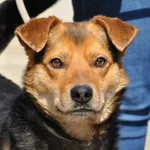 Pies do adopcji, Nowy Dwór Mazowiecki, 29 marca 2024