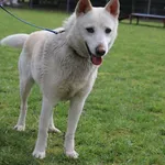 Pies do adopcji, Węgrowo, 28 marca 2024