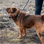 Pies do adopcji, Racławice, 28 marca 2024