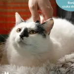 Kot do adopcji, Dąbrówka, 28 marca 2024