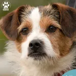 Pies do adopcji, Dąbrówka, 30 marca 2024