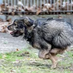 Pies do adopcji, Sopot, 2 kwietnia 2024