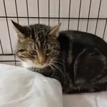 Znaleziono kota, Toruń, 27 marca 2024