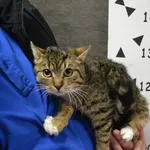 Znaleziono kota, Chełmek, 28 marca 2024