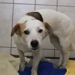 Znaleziono psa, Łódź, 1 kwietnia 2024