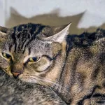 Kot do adopcji, Sopot, 2 kwietnia 2024