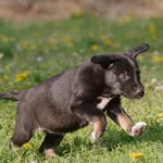 Pies do adopcji, Zgierz, 2 kwietnia 2024