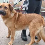 Znaleziono psa, Pieckowo, 2 kwietnia 2024