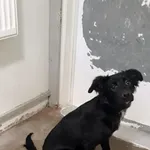 12845/59/24 Tina - data przyjęcia - 29.03.2024