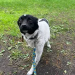 GW/197/4/24 Rita-  data przyjęcia - 02.04.2024 przebywa w domu tymczasowym