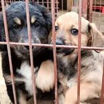 Szprotek i Szprotka szukają domów!