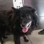 Przyjęty: 2024-04-03 Gmina: Brzeszcze Płeć: Suka Opis: mieszaniec, brąz