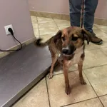 Nr: 119/2024 - Pies z Świerzawa