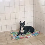 Nr: 120/2024 - Pies z Żarów