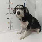 Bytom 616093901902628 mieszaniec czarno biała suka 149/2024, 390/2023