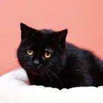 Kot do adopcji, Elbląg, 21 marca 2024