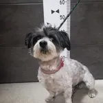 Przyjęty: 2024-04-03 Gmina: Brzeszcze Płeć: Pies Opis: shih tzu, czarno-białe