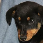 Pies do adopcji, Nowy Dwór Mazowiecki, 5 kwietnia 2024
