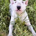 Ksenia/Kulka 136/2024 REZERWACJA