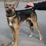 Znaleziono psa, Oborniki, 19 marca 2024